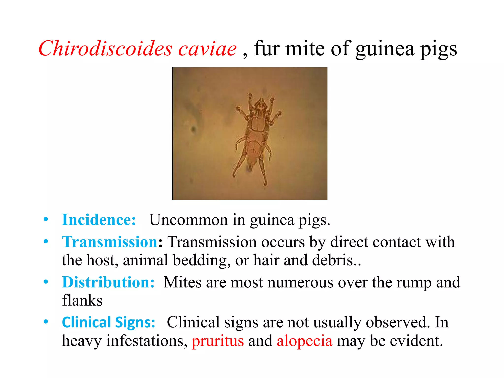 Curated visual reference: Curated Beneficial Bacteria Guinea Pig Gallery View 47