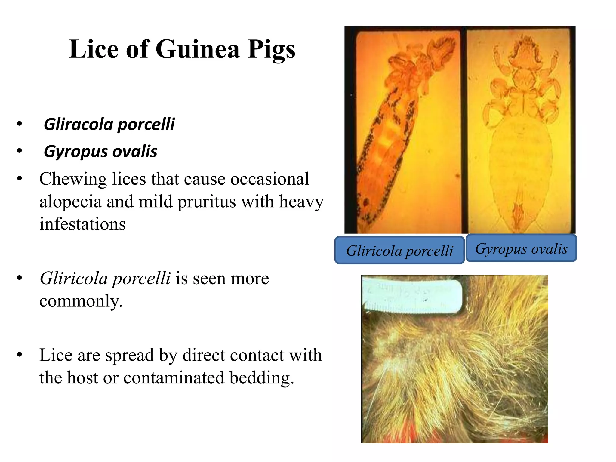 Curated visual reference: Curated Beneficial Bacteria Guinea Pig Gallery View 37