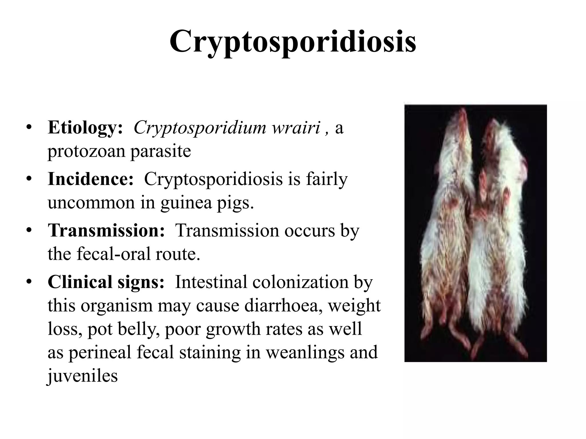 Curated visual reference: Curated Beneficial Bacteria Guinea Pig Gallery View 17