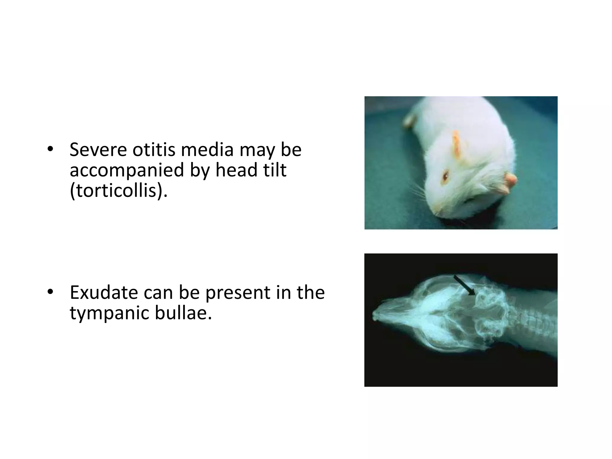 Photo inspiration: Curated Guinea Pig Viral Disease Prevention Gallery View