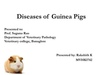 Diseases of Guinea Pigs
Presented by: Rakshith K
MVHK1742
Presented to:
Prof. Suguna Rao
Department of Veterinary Pathology
Veterinary college, Banaglore
 