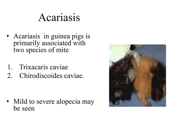 Guinea Pig Bacterial Viral Mycotic Parasitic And Non Infectious Photo Inspiration
