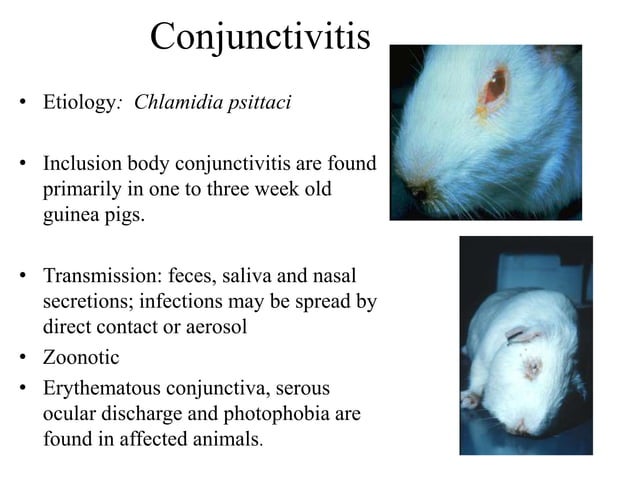 Curated visual reference: Curated Beneficial Bacteria Guinea Pig Gallery View 27