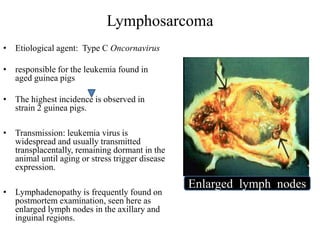 Guinea pig - Bacterial, Viral, Mycotic, Parasitic and Non infectious ...