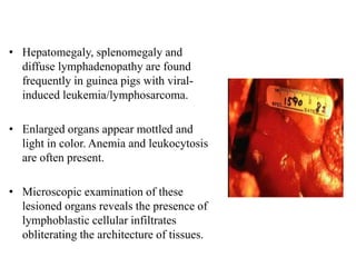 Curated visual reference: Visual Reference: Guinea Pig Bacterial Viral Mycotic Parasitic And Non Infectious