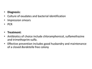Beneficial Bacteria Guinea Pig Reference: Guinea Pig Bacterial Viral Mycotic Parasitic And Non Infectious