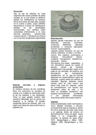 Excreción
Hay un par de nefridios en cada
segmento del cuerpo portador de patas,
excepto en el que posee la abertura
genital, los nefridioporos se localizan
cerca de la base de cada pata, excepto
en la cuarta y quinta, cuyos nefridios
desembocan a través de nefridioporos
distales en las almohadillas
transversales. Los nefridios están
conectados internamente a un saco
terminal celomatico (sáculo).cada
conjunto sáculo + nefroducto se conoce
con el nombre de glándula segmentaria.
Sistema nervioso y órganos
sensoriales
El sistema nervioso de los onicóforos
tiene una estructura en escalera de
cuerda y su modelo es intermedio entre
el de los anélidos y los artrópodos.
Tiene un gran ganglio cerebro ideó
(cerebro) bilobulado que es dorsal con
respecto a la faringe. El ganglio
cerebroide inerva las antenas, ojos y la
región oral. Base de cada antena hay un
pequeño ojo.
Reproducción
Aparato genital masculino: Un par de
testículos, vesículas seminales,
conductos deferentes, glándulas
accesorias y conducto eyaculador.
Forman espermatóforos.
Aparato genital femenino: Un par de
ovarios, oviductos, un útero y un atrio
común. Son ovíparos, ovovivíparos y
vivíparos. Fecundación interna,
mediante impregnación hipodérmica.
Desarrollo directo.
Son dioicos (con sexos separados) y
con dimorfismo sexual en cuanto al
tamaño, siendo las hembras
notablemente más grandes, según es la
regla en los animales. Se produce una
fecundación por impregnación
hipodérmica, en la que los machos
depositan los espermatóforos sobre las
hembras, y estos entran por orificios no
naturales. Algunas especies ponen
huevos, pero es más común que
paran crías vivas. En algunos casos
es ovoviviparismo, con huevos que
eclosionan antes de salir, y en
otros un verdadero viviparismo, con
órganos funcionalmente quivalentes
a una placenta alimentando
a las larvas dentro del cuerpo materno.
Hábitats
Estos invertebrados están restringidos a
micro hábitats húmedos y oscuros,
principalmente bajo la hojarasca, dentro
de micro cavernas del suelo, bajo rocas
y en galerías dentro de troncos en
descomposición, cerca de algún cauce
debido a su incapacidad para
controlar la pérdida de agua (Peck
1975, Monge-Nájera y Alfaro 1995,
Gleeson 1996, Monge-Nájera y Hou
1999).
 