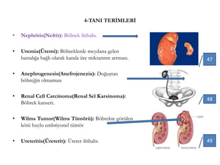 4-TANI TERİMLERİ
• Nephritis(Nefrit): Böbrek iltihabı.
• Uremia(Üremi): Böbreklerde meydana gelen
hastalığa bağlı olarak kanda üre miktarının artması.
• Anephrogenesis(Anefrojenezis): Doğuştan
böbreğin olmaması
• Renal Cell Carcinoma(Renal Sel Karsinoma):
Böbrek kanseri.
• Wilms Tumor(Wilms Tümörü): Böbrekte görülen
kötü huylu embriyonel tümör
• Ureteritis(Üreterit): Üreter iltihabı.
47
48
49
 