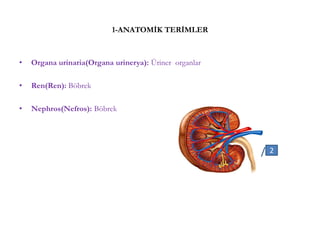 1-ANATOMİK TERİMLER
• Organa urinaria(Organa urinerya): Üriner organlar
• Ren(Ren): Böbrek
• Nephros(Nefros): Böbrek
2
 
