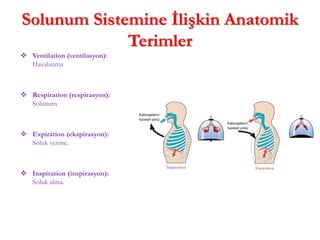 Solunum Sistemine İlişkin Anatomik
Terimler
 Ventilation (ventilasyon):
Havalanma
 Respiration (respirasyon):
Solunum
 Expiration (ekspirasyon):
Soluk verme.
 Inspiration (inspirasyon):
Soluk alma.
 