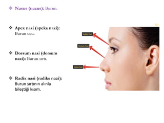  Nasus (nazus): Burun.
 Apex nasi (apeks nazi):
Burun ucu.
 Dorsum nasi (dorsum
nazi): Burun sırtı.
 Radix nasi (radiks nazi):
Burun sırtının alınla
bileştiği kısım.
(2)
 