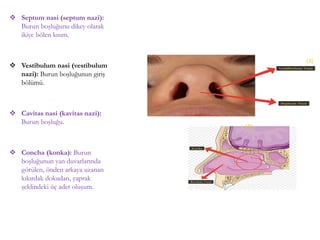 Septum nasi (septum nazi):
Burun boşluğunu dikey olarak
ikiye bölen kısım.
 Vestibulum nasi (vestibulum
nazi): Burun boşluğunun giriş
bölümü.
 Cavitas nasi (kavitas nazi):
Burun boşluğu.
 Concha (konka): Burun
boşluğunun yan duvarlarında
görülen, önden arkaya uzanan
kıkırdak dokudan, yaprak
şeklindeki üç adet oluşum.
(3)
(4)
 