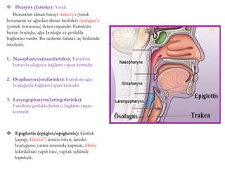 Pharynx (farinks): Yutak.
Burundan alınan havayı trakea’ya (soluk
borusuna) ve ağızdan alınan besinleri özafagus’a
(yemek borusuna) ileten organdır. Farinksin
burun boşluğu, ağız boşluğu ve gırtlakla
bağlantısı vardır. Bu nedenle farinks üç bölümde
incelenir.
1. Nasopharynx(nazofarinks): Farinksin
burun boşluğuyla bağlantı yapan kısmıdır.
2. Orapharynx(orafarinks): Farinksin ağız
boşluğuyla bağlantı yapan kısmıdır.
3. Laryngopharynx(laringofarinks):
Farinksin gırtlakla(larinks) bağlantı yapan
kısmıdır.
 Epiglottis (epiglot/epiglottis): Gırtlak
kapağı. Glottis‟i üstten örten, larinks
boşluğunu yutma sırasında kapatan, fibröz
kıkırdaktan yapılı ince, yaprak şeklinde
kapakçık.
(5)
 