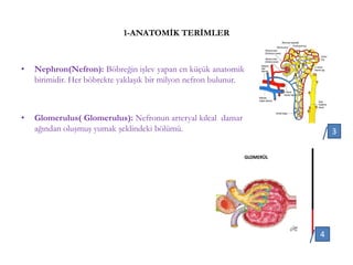 1-ANATOMİK TERİMLER
• Nephron(Nefron): Böbreğin işlev yapan en küçük anatomik
birimidir. Her böbrekte yaklaşık bir milyon nefron bulunur.
• Glomerulus( Glomerulus): Nefronun arteryal kılcal damar
ağından oluşmuş yumak şeklindeki bölümü.
4
3
 