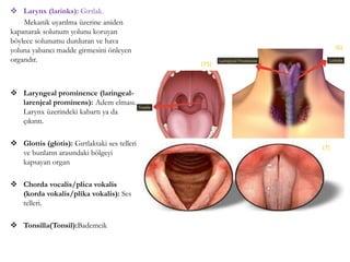  Larynx (larinks): Gırtlak.
Mekanik uyarılma üzerine aniden
kapanarak solunum yolunu koruyan
böylece solunumu durduran ve hava
yoluna yabancı madde girmesini önleyen
organdır.
 Laryngeal prominence (laringeal-
larenjeal prominens): Adem elması.
Larynx üzerindeki kabartı ya da
çıkıntı.
 Glottis (glotis): Gırtlaktaki ses telleri
ve bunların arasındaki bölgeyi
kapsayan organ
 Chorda vocalis/plica vokalis
(korda vokalis/plika vokalis): Ses
telleri.
 Tonsilla(Tonsil):Bademcik
(6)
(7)
(75)
 