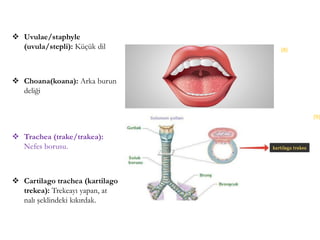  Uvulae/staphyle
(uvula/stepli): Küçük dil
 Choana(koana): Arka burun
deliği
 Trachea (trake/trakea):
Nefes borusu.
 Cartilago trachea (kartilago
trekea): Trekeayı yapan, at
nalı şeklindeki kıkırdak.
(8)
(9)
 
