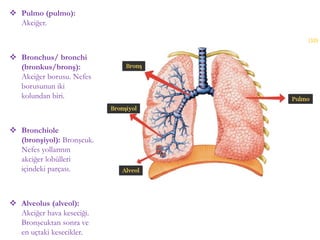  Pulmo (pulmo):
Akciğer.
 Bronchus/ bronchi
(bronkus/bronş):
Akciğer borusu. Nefes
borusunun iki
kolundan biri.
 Bronchiole
(bronşiyol): Bronşcuk.
Nefes yollarının
akciğer lobülleri
içindeki parçası.
 Alveolus (alveol):
Akciğer hava keseciği.
Bronşcuktan sonra ve
en uçtaki kesecikler.
(10)
 