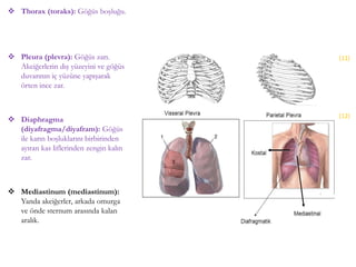  Thorax (toraks): Göğüs boşluğu.
 Pleura (plevra): Göğüs zarı.
Akciğerlerin dış yüzeyini ve göğüs
duvarının iç yüzüne yapışarak
örten ince zar.
 Diaphragma
(diyafragma/diyafram): Göğüs
ile karın boşluklarını birbirinden
ayıran kas liflerinden zengin kalın
zar.
 Mediastinum (mediastinum):
Yanda akciğerler, arkada omurga
ve önde sternum arasında kalan
aralık.
(11)
(12)
 