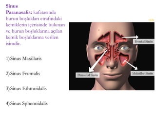 Sinus
Paranasalis: kafatasında
burun boşlukları etrafındaki
kemiklerin içerisinde bulunan
ve burun boşluklarına açılan
kemik boşluklarına verilen
isimdir.
1)Sinus Maxillaris
2)Sinus Frontalis
3)Sinus Ethmoidalis
4)Sinus Sphenoidalis
(13)
 