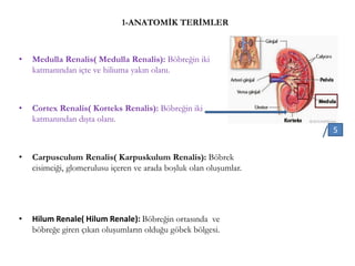 1-ANATOMİK TERİMLER
• Medulla Renalis( Medulla Renalis): Böbreğin iki
katmanından içte ve hiliuma yakın olanı.
• Cortex Renalis( Korteks Renalis): Böbreğin iki
katmanından dışta olanı.
• Carpusculum Renalis( Karpuskulum Renalis): Böbrek
cisimciği, glomerulusu içeren ve arada boşluk olan oluşumlar.
• Hilum Renale( Hilum Renale): Böbreğin ortasında ve
böbreğe giren çıkan oluşumların olduğu göbek bölgesi.
5
 