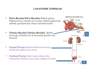 1-ANATOMİK TERİMLER
• Pelvis Renalis( Pelvis Renalis): Böbrek pelvisi,
böbrek havuzu, üreterin üst ucunun, böbrek içinde huni
şeklinde genişlemesiyle oluşan anatomik boşluk.
• Tubulus Renalis( Tubulus Renalis): Böbrek
borucuğu, böbrekte her iki katmanda görülen ince
borucuk.
• Ureter( Üreter): İdrarın böbrekten mesaneye
iletilmesini sağlayan ince boru.
• Urethra( Üretra): İdrar kanalı, idrarın idrar
torbasından alınarak vücut dışına atıldığı son kanal.
7
6
 
