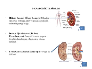 1-ANATOMİK TERİMLER
• Hilium Renale( Hilum Renale): Böbreğin
ortasında böbreğe giren ve çıkan damarların,
sinirlerin geçtiği bölge.
• Ductus Ejeculatorius( Duktus
Eyekulatoryus): Seminal kesenin salgı ve
boşaltım kanallarının oluşmasıyla oluşan
kanallar.
• Renal Cortex( Renal Korteks): Böbreğin dış
bölümü.
11
12
 