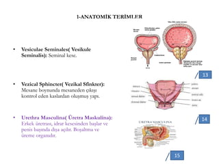 1-ANATOMİK TERİMLER
• Vesiculae Seminales( Vesikule
Seminalis): Seminal kese.
• Vezical Sphincter( Vezikal Sfinkter):
Mesane boynunda mesaneden çıkışı
kontrol eden kaslardan oluşmuş yapı.
• Urethra Masculina( Üretra Maskulina):
Erkek üretrası, idrar kesesinden başlar ve
penis başında dışa açılır. Boşaltma ve
üreme organıdır.
13
14
15
 