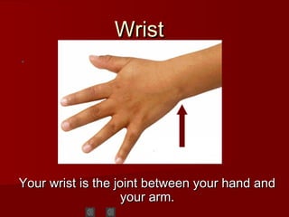 WristWrist
Your wrist is the joint between your hand andYour wrist is the joint between your hand and
your arm.your arm.
 