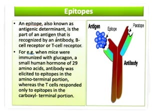 haptens and epitopes in antigen and immunology | PDF