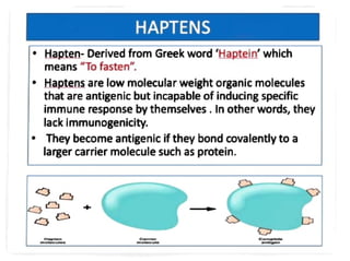 Haptens Example haptens and epitopes in antigen and immunology | PDF