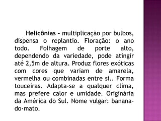 		Helicônias – multiplicação por bulbos, dispensa o replantio. Floração: o ano todo. Folhagem de porte alto, dependendo da variedade, pode atingir até 2,5m de altura. Produz flores exóticas com cores que variam de amarela, vermelha ou combinadas entre si.. Forma touceiras. Adapta-se a qualquer clima, mas prefere calor e umidade. Originária da América do Sul. Nome vulgar: banana-do-mato.