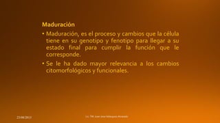 Maduración
• Maduración, es el proceso y cambios que la célula
tiene en su genotipo y fenotipo para llegar a su
estado final para cumplir la función que le
corresponde.
• Se le ha dado mayor relevancia a los cambios
citomorfológicos y funcionales.

23/08/2013

 