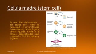 Es una célula del embrión o
del adulto que
tiene la
capacidad, en circunstancias
determinadas, de dar lugar a
células iguales a ella, o a
células especializadas que
originan los distintos tejidos y
órganos.

Lodish y cols.: ”Molecular Cell Biology”.5º Ed. W.H. Freeman 2004

23/08/2013

 