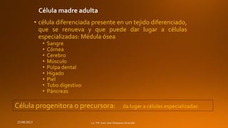• célula diferenciada presente en un tejido diferenciado,
que se renueva y que puede dar lugar a células
especializadas: Médula ósea
•
•
•
•
•
•
•
•
•

Sangre
Córnea
Cerebro
Músculo
Pulpa dental
Hígado
Piel
Tubo digestivo
Páncreas

Célula progenitora o precursora:
23/08/2013

da lugar a células especializadas

 