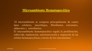 Microambiente Hematopoyético

El microambiente se compone principalmente de cuatro
tipos celulares, macrófagos, fibroblastos estromales,
adipocitos y osteoblastos.
El microambiente hematopoyético regula la proliferación,
sobrevida, maduración, autorrenovación y migración de las
células hematopoyéticas a través de tres mecanismos:

23/08/2013

 