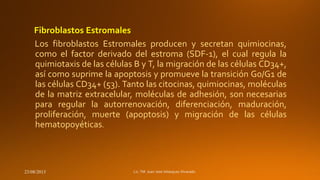 Fibroblastos Estromales
Los fibroblastos Estromales producen y secretan quimiocinas,
como el factor derivado del estroma (SDF-1), el cual regula la
quimiotaxis de las células B y T, la migración de las células CD34+,
así como suprime la apoptosis y promueve la transición G0/G1 de
las células CD34+ (53). Tanto las citocinas, quimiocinas, moléculas
de la matriz extracelular, moléculas de adhesión, son necesarias
para regular la autorrenovación, diferenciación, maduración,
proliferación, muerte (apoptosis) y migración de las células
hematopoyéticas.

23/08/2013

 