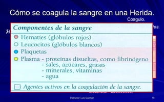 Cómo se coagula la sangre en una Herida. Las plaquetas y las células dañadas reaccionan a una proteína  (Fibrina)  y forman un coagulo que sirve de taponamiento en la herida controlando la hemorragia.  La  Fibrina  se contrae y el coagulo se reduce con rapidez liberando un suero que hincha la zona y forma la costra que inicia el proceso de cicatrización. La presión ejercida sobre una herida reduce el calibre del vaso lesionado logrando la acumulación de la sangre el tiempo suficiente (10min) como para iniciar el proceso de coagulación; las  plaquetas  en la pared del vaso lesionado se hacen pegajosas y se agrupan en el sitio de la lesión. Para que todo este proceso pueda generarse, es necesario que el flujo de sangre no sea muy fuerte, es por eso que se ejerce presión sobre una herida sangrante y se eleva el miembro afectado, para agilizar la coagulación sanguínea.  Hematíes. Plaquetas. Leucocitos. Fibrina. Piel. Coagulo. Costra. Tejido cicatricial 
