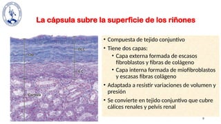Subbre 2 Histología sistema excretor-1 upao.pptx