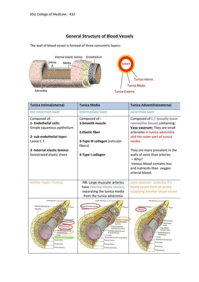 2 Histology Of Blood Vessels PDF 2 histology of blood vessels pdf