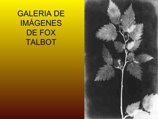 GALERIA DE
IMÁGENES
  DE FOX
  TALBOT
 