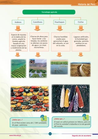 Segundo año de secundaria
31
Historia del Perú
www.trilce.edu.pe
Tecnología agrícola
Especie de macetas
en la ladera de los
cerros, amplió la
frontera agrícola
basada en una
mayor oxigenación
y rendimiento de las
plantas.
Chacras de altura para
hacer frente a las
heladas, los sembríos
se alternan con pozos
de agua y se crean
microclimas.
Chacras hundidas
usadas para
aprovechar el agua
del subsuelo, se usó
en la costa.
Lagunas artificiales,
la humedad que
generaba permitía
sembrar en sus
alrededores.
Andenes Camellones Huachaques Cochas
¿Sabías que...?
En el Perú existen cerca de 2 500 variedades
de papa autóctona.
¿Sabías que...?
El maíz se cultivó primero en México, pero en
el Perú la variedad Urubamba es la más grande
del mundo.
 