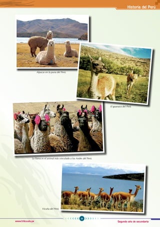 Segundo año de secundaria
33
Historia del Perú
www.trilce.edu.pe
Alpacas en la puna del Perú.
La llama es el animal más vinculado a los Andes del Perú.
Vicuña del Perú
El guanaco del Perú
 