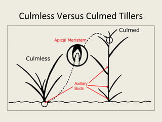 Culmless Versus Culmed Tillers
                                Culmed
            Apical Meristem



 Culmless



                     Axillary
                     Buds
 