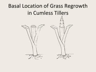 Basal Location of Grass Regrowth
        in Cumless Tillers
 