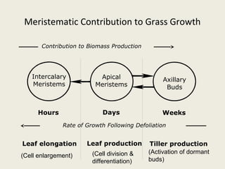 Meristematic Contribution to Grass Growth

       Contribution to Biomass Production




   Intercalary            Apical                 Axillary
   Meristems             Meristems                Buds



     Hours                  Days                 Weeks
              Rate of Growth Following Defoliation


Leaf elongation       Leaf production        Tiller production
                        (Cell division &    (Activation of dormant
(Cell enlargement)
                        differentiation)    buds)
 