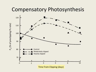 Compensatory Photosynthesis
                                120
PN (% of preclipping Ps rate)




                                110



                                100



                                90



                                80            Control
                                              Moderately clipped
                                              Heavily clipped
                                70


                                      0   2              4         6           8   10

                                                   Time From Clipping (days)
 