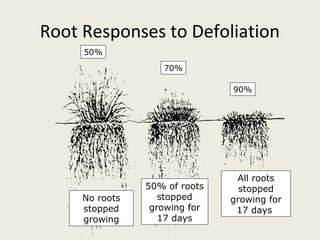 Root Responses to Defoliation
     50%

                   70%

                               90%




                                All roots
                50% of roots     stopped
     No roots      stopped     growing for
     stopped     growing for    17 days
     growing       17 days
 