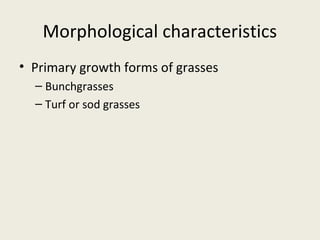Morphological characteristics
• Primary growth forms of grasses
  – Bunchgrasses
  – Turf or sod grasses
 