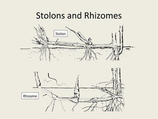 Stolons and Rhizomes
          Stolon




Rhizome
 