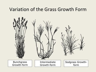 Variation of the Grass Growth Form




 Bunchgrass    Intermediate   Sodgrass Growth-
 Growth-form   Growth-form          form
 